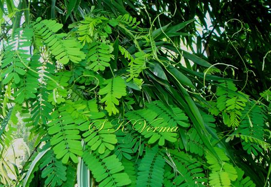  Plants